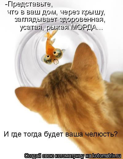 -Представьте, что в ваш дом, через крышу, заглядывает здоровенная, усатая, рыжая МОРДА... И где тогда... Котоматрица: -Представьте, что в ваш дом, через крышу, заглядывает здоровенная, усатая, рыжая МОРДА... И где тогда будет ваша челюсть?