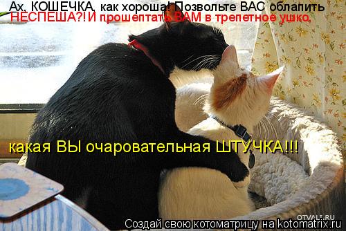Ах, КОШЕЧКА, как хороша! Позвольте ВАС облапить НЕСПЕША?!И прошептать ВАМ в трепетное ушко, какая ВЫ... Котоматрица: Ах, КОШЕЧКА, как хороша! Позвольте ВАС облапить НЕСПЕША?!И прошептать ВАМ в трепетное ушко, какая ВЫ очаровательная ШТУЧКА!!!