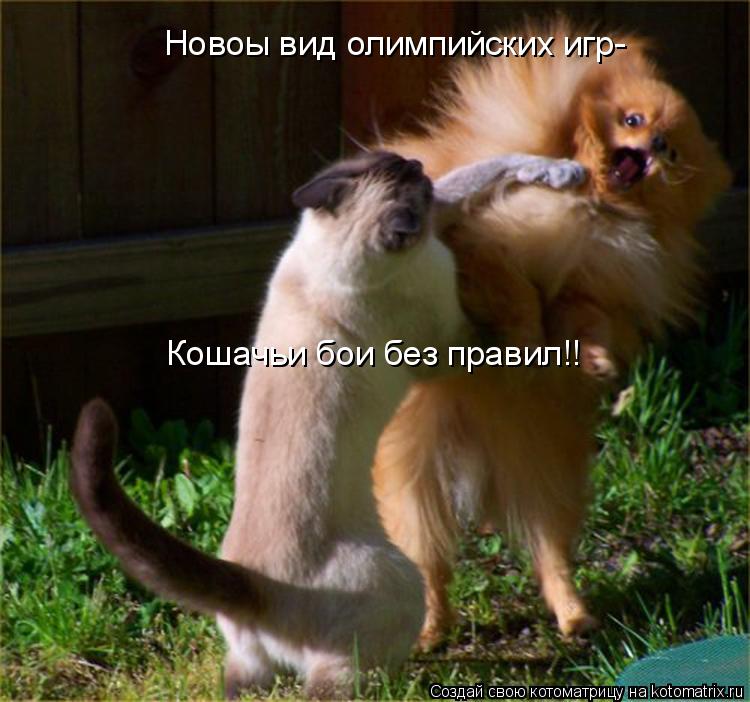 Новоы вид олимпийских игр- Кошачьи бои без правил!!... Котоматрица: Новоы вид олимпийских игр- Кошачьи бои без правил!!