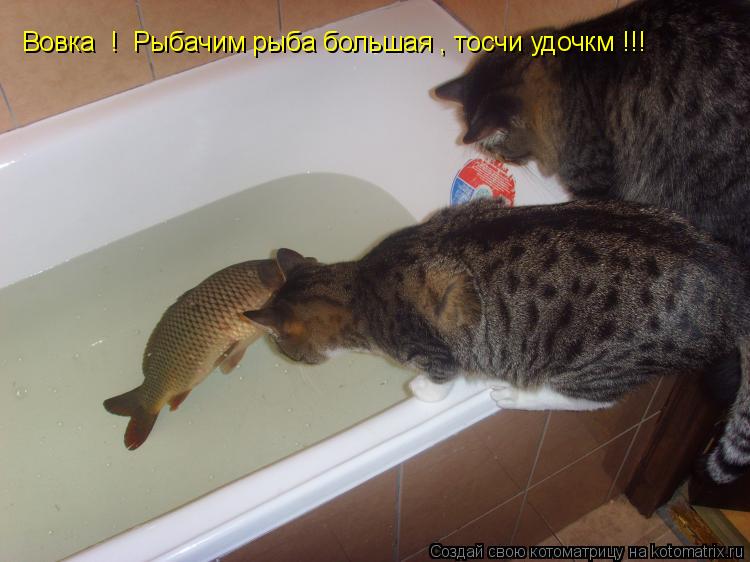 Вовка ! Рыбачим рыба большая , тосчи удочкм !!!... Котоматрица: Вовка ! Рыбачим рыба большая , тосчи удочкм !!!
