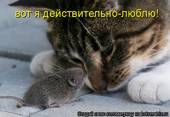 вот я действительно-люблю!... Котоматрица: вот я действительно-люблю!