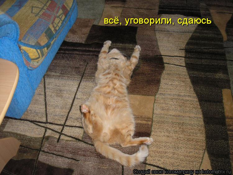 всё, уговорили, сдаюсь... Котоматрица: всё, уговорили, сдаюсь