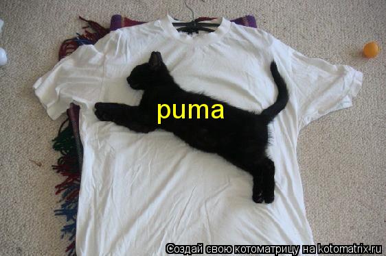 Котоматрица: puma