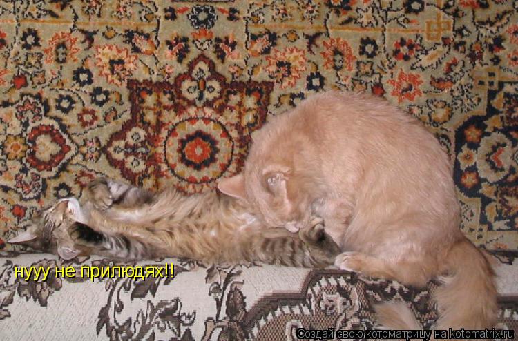 нууу не прилюдях!!... Котоматрица: нууу не прилюдях!!
