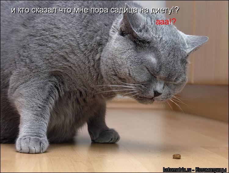 и кто сказал что мне пора садица на диету!? ааа!?... Котоматрица: и кто сказал что мне пора садица на диету!? ааа!?