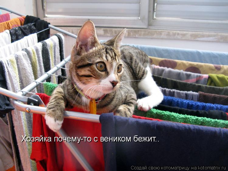 Хозяйка почему-то с веником бежит..... Котоматрица: Хозяйка почему-то с веником бежит..