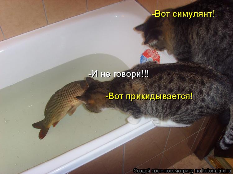 Котоматрица: -Вот симулянт! -Вот прикидывается! -И не говори!!!