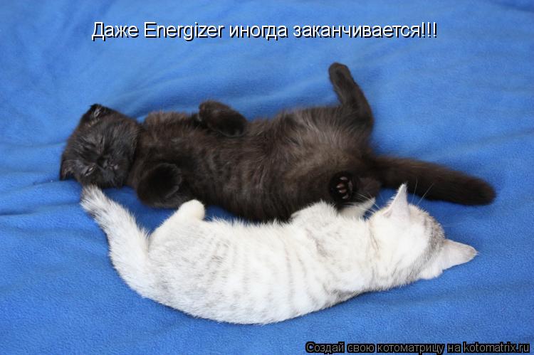 Котоматрица: Даже Energizer иногда заканчивается!!!