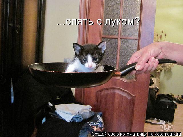...опять с луком?... Котоматрица: ...опять с луком?