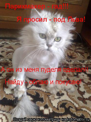 Парикмахер - гад!!! Я просил - под Льва! А он из меня пуделя сделал!! Найду - облаю и покусаю!... Котоматрица: Парикмахер - гад!!! Я просил - под Льва! А он из меня пуделя сделал!! Найду - облаю и покусаю!