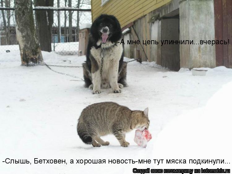 -Слышь, Бетховен, а хорошая новость-мне тут мяска подкинули... -А мне цепь улиннили...вчерась!... Котоматрица: -Слышь, Бетховен, а хорошая новость-мне тут мяска подкинули... -А мне цепь улиннили...вчерась!