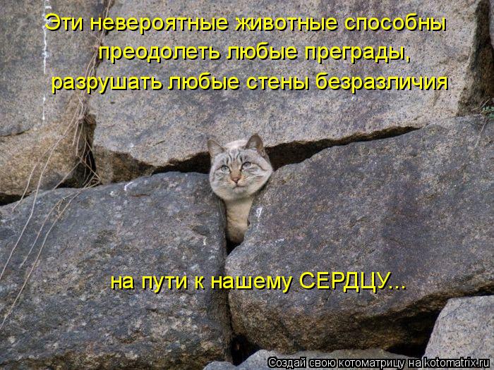 Эти невероятные животные способны преодолеть любые преграды, на пути к нашему СЕРДЦУ... разрушать люб... Котоматрица: Эти невероятные животные способны преодолеть любые преграды, на пути к нашему СЕРДЦУ... разрушать любые стены безразличия
