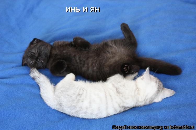 инь и ян... Котоматрица: инь и ян