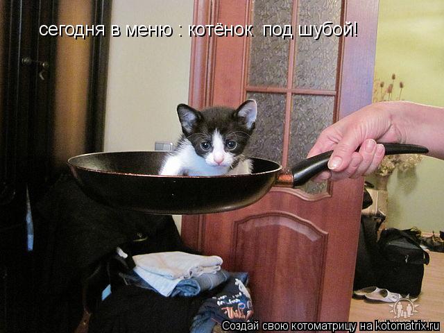 сегодня в меню : котёнок под шубой!... Котоматрица: сегодня в меню : котёнок под шубой!