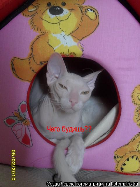 Чего будишь?? Чего будишь??... Котоматрица: Чего будишь?? Чего будишь??