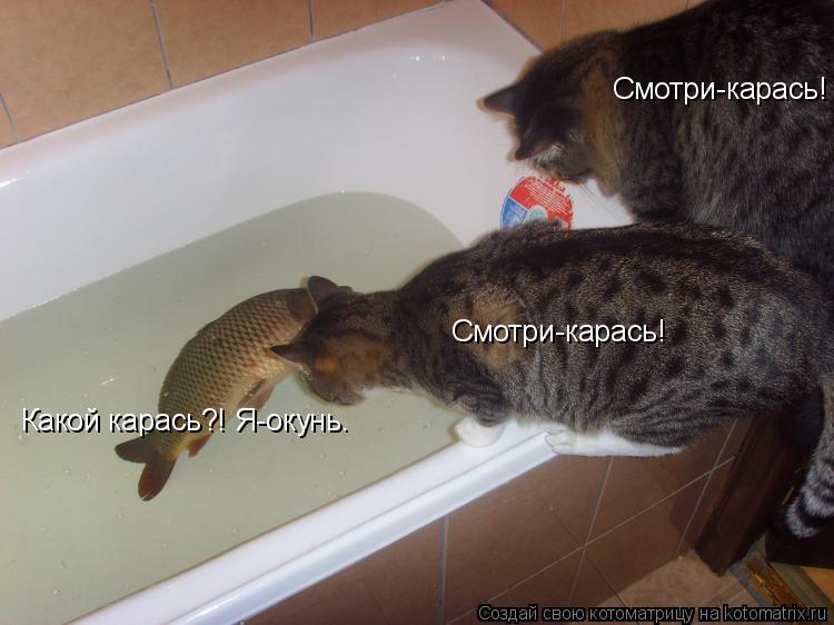 Смотри-карась! Смотри-карась! Какой карась?! Я-окунь.... Котоматрица: Смотри-карась! Смотри-карась! Какой карась?! Я-окунь.