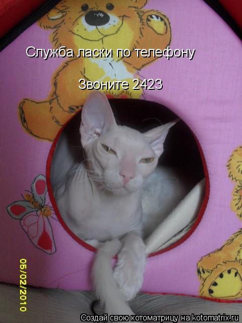 Служба ласки по телефону Звоните 2423... Котоматрица: Служба ласки по телефону Звоните 2423