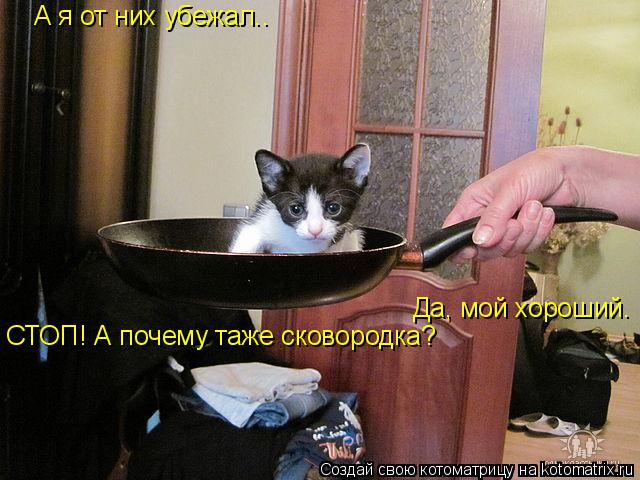 А я от них убежал.. А я от них убежал.. Да, мой хороший. СТОП! А почему таже сковородка?... Котоматрица: А я от них убежал.. А я от них убежал.. Да, мой хороший. СТОП! А почему таже сковородка?