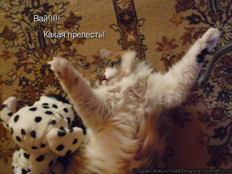 Вай!!!!! Какая прелесть!... Котоматрица: Вай!!!!! Какая прелесть!