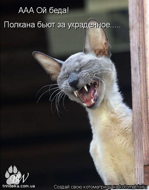 ААА Ой беда! Полкана бьют за украденное........ Котоматрица: ААА Ой беда! Полкана бьют за украденное.....