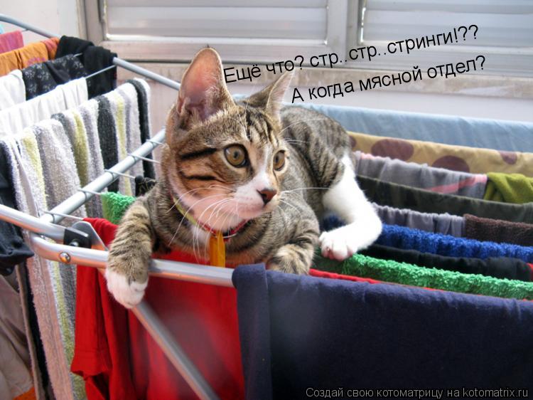 Ещё что? стр..стр..стринги!?? А когда мясной отдел?... Котоматрица: Ещё что? стр..стр..стринги!?? А когда мясной отдел?