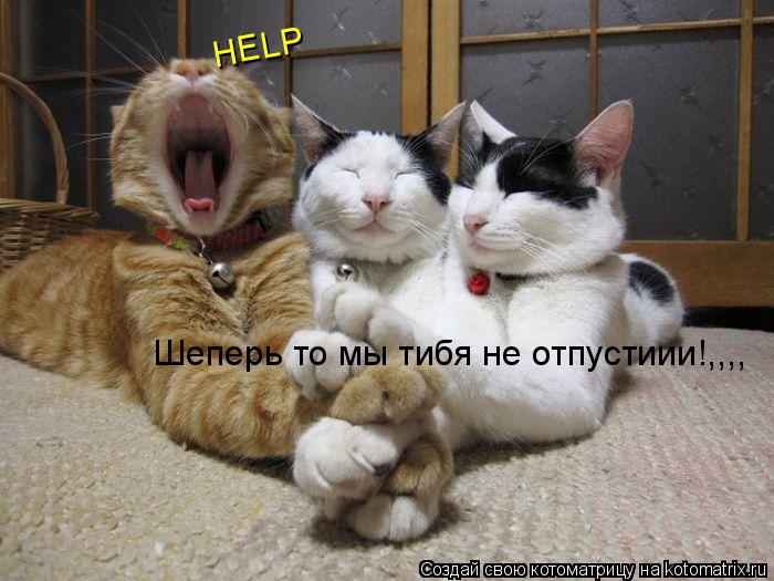 Шеперь то мы тибя не отпустиии!,,,, HELP... Котоматрица: Шеперь то мы тибя не отпустиии!,,,, HELP
