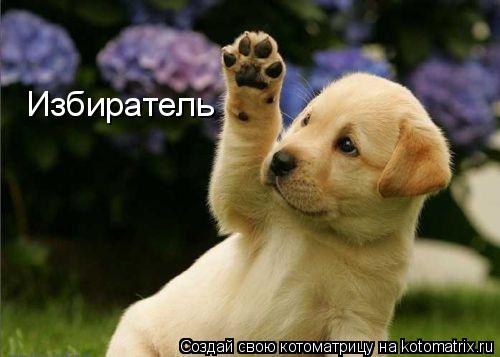 Избиратель... Котоматрица: Избиратель