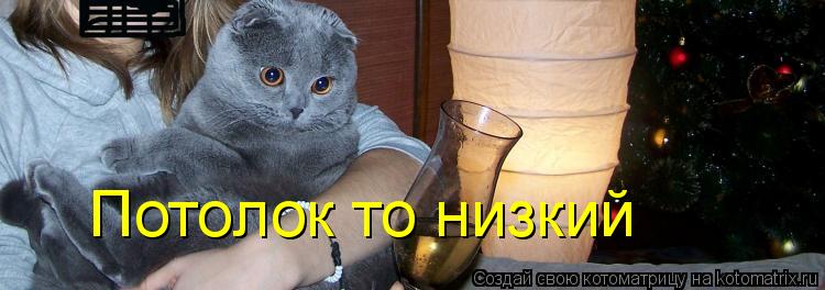 Потолок то низкий... Котоматрица: Потолок то низкий