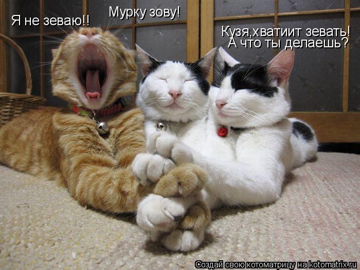 Котоматрица: Кузя,хватиит зевать! Я не зеваю!! А что ты делаешь? Мурку зову!