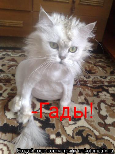 Котоматрица: -Гады!