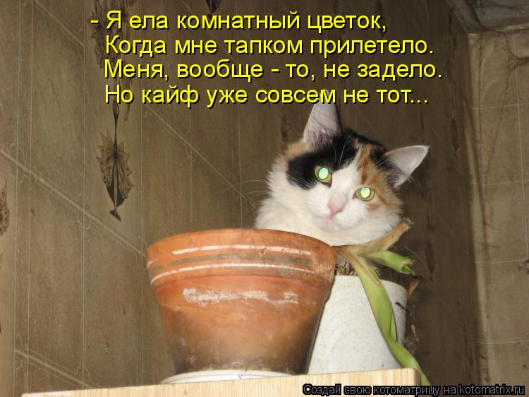 - Я ела комнатный цветок, Когда мне тапком прилетело. Меня, вообще - то, не задело. Но кайф уже совсе... Котоматрица: - Я ела комнатный цветок, Когда мне тапком прилетело. Меня, вообще - то, не задело. Но кайф уже совсем не тот...