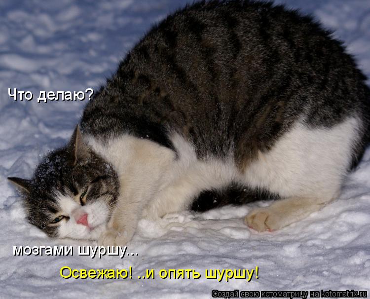 Что делаю? Освежаю! ..и опять шуршу! мозгами шуршу...... Котоматрица: Что делаю? Освежаю! ..и опять шуршу! мозгами шуршу...
