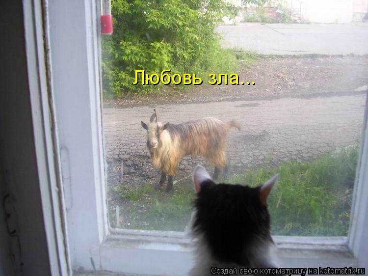 Котоматрица: Любовь зла...