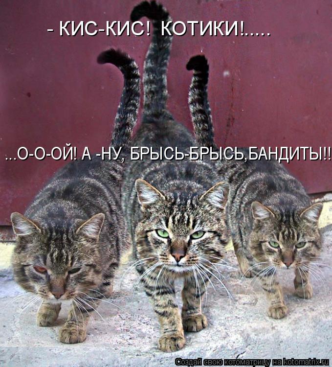 Котоматрица: ...О-О-ОЙ! А -НУ, БРЫСЬ-БРЫСЬ,БАНДИТЫ!!!!! - КИС-КИС!  КОТИКИ!.....