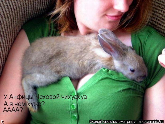 Котоматрица: У Анфицы Чеховой чихуахуа А я чем хуже? АААА?!