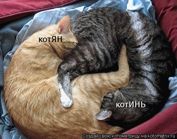 Котоматрица: котИНЬ котЯН