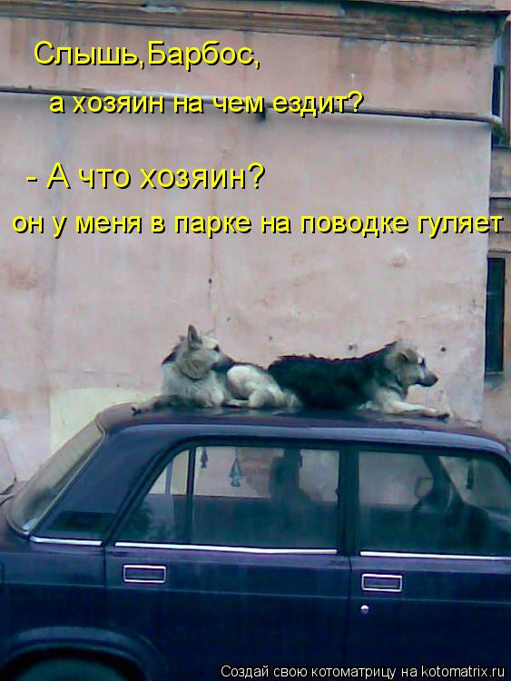 Котоматрица: Слышь,Барбос, а хозяин на чем ездит? он у меня в парке на поводке гуляет - А что хозяин?