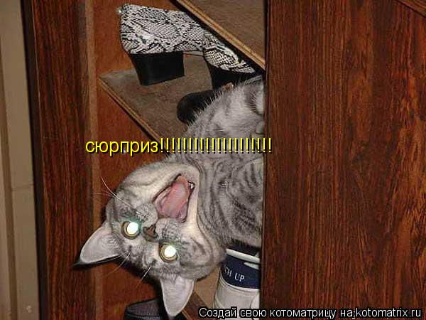 Котоматрица: сюрприз!!!!!!!!!!!!!!!!!!!!