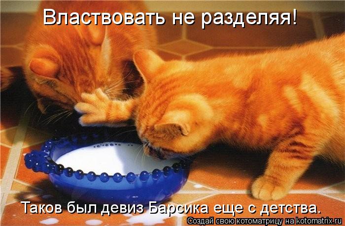 Властвовать не разделяя! Таков был девиз Барсика еще с детства.... Котоматрица: Властвовать не разделяя! Таков был девиз Барсика еще с детства.
