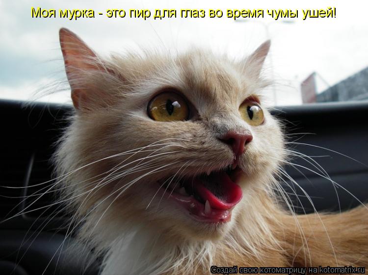 Котоматрица: Моя мурка - это пир для глаз во время чумы ушей!