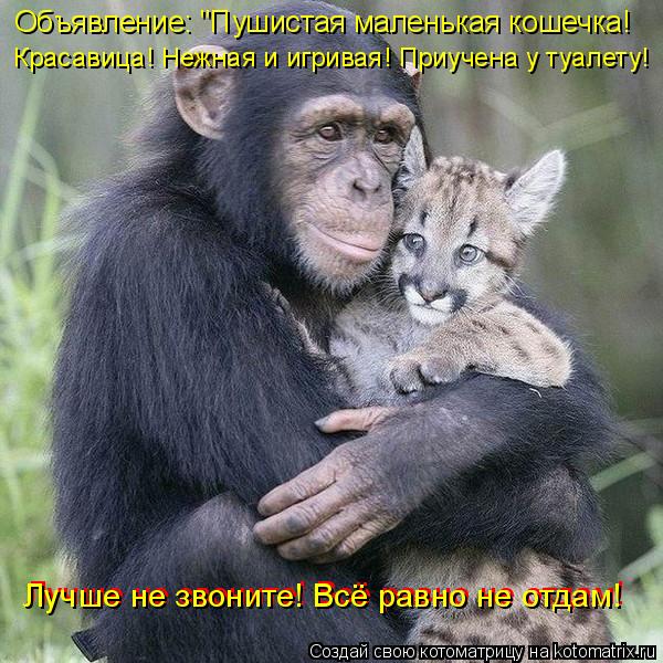 Котоматрица: Объявление: "Пушистая маленькая кошечка!  Красавица! Нежная и игривая! Приучена у туалету!  Лучше не звоните! Всё равно не отдам! Лучше не зво