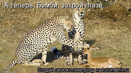 Котоматрица: А теперь, Бэмби, закрой глаза...