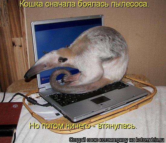 Котоматрица: Кошка сначала боялась пылесоса.  Но потом ничего - втянулась.