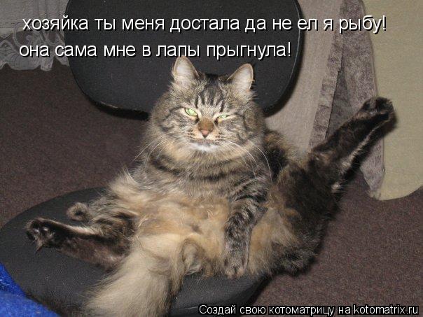 Котоматрица: хозяйка ты меня достала да не ел я рыбу! она сама мне в лапы прыгнула!