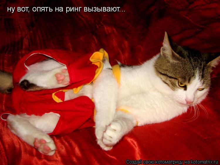 Котоматрица: там ну вот, опять на ринг вызывают...