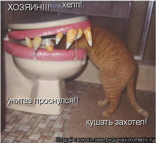 Котоматрица: ХОЗЯИН!!! хелп! унитаз проснулся!! кушать захотел!