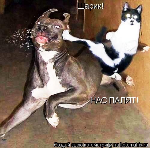 Котоматрица: Шарик! НАС ПАЛЯТ!