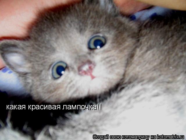Котоматрица: какая красивая лампочка!!