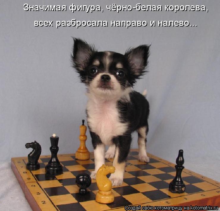 Значимая фигура, чёрно-белая королева, всех разбросала направо и налево...... Котоматрица: Значимая фигура, чёрно-белая королева, всех разбросала направо и налево...
