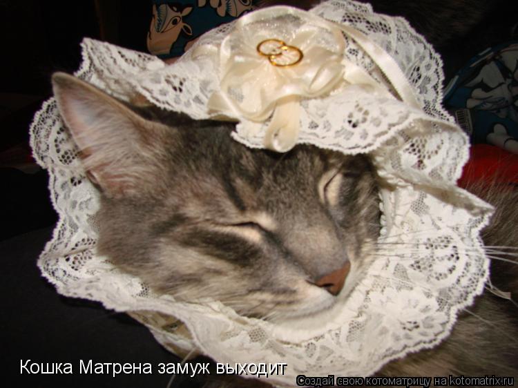 Кошка Матрена замуж выходит... Котоматрица: Кошка Матрена замуж выходит